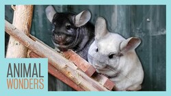 New Chinchillas! Will They All Get Along? Instructional Video