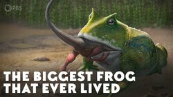 The Biggest Frog that Ever Lived Instructional Video