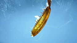 Legs of an Insect Stock Footage