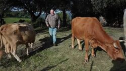 CLEAN : Cattle on Corsica microchipped to ease location, prevent fraud News Clip