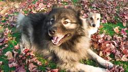 Alphabet Dogs from A to Z Instructional Video