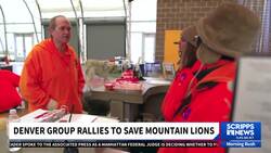 Mountain lions are increasingly interacting with people in Colorado News Clip