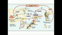 Heme Catabolism to Urobilin and Stercobilin Instructional Video
