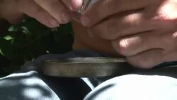 Uruguay vota legalizacion de marihuana News Clip