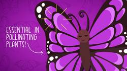 I WONDER - Are Butterflies Pollinators? Instructional Video