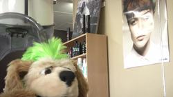 Flash: Sheep Hair Cut Instructional Video