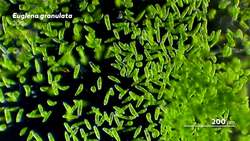 Colorless Euglenoids Structure and Function (and Food) Instructional Video