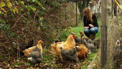 One Restaurateur's View Why Agricultural Sustainability Matters Instructional Video