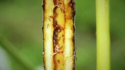 Exploring the Life and Behavior of Ants Instructional Video