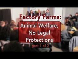 Animal Welfare on Factory Farms - No Legal Protections Instructional Video