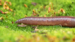 Phylum Annelida Part 3: Oligochaeta and Hirudinea (Segmented Terrestrial/Aquatic Worms and Leeches) Instructional Video