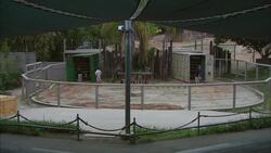 The Creative Logistics of Moving an Elephant Instructional Video