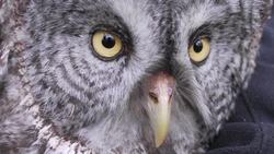 Study the Scientist: An Ornithologist Instructional Video