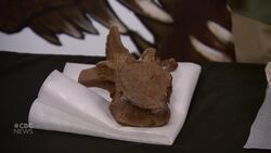 Behind the scenes with a duck-billed dino fossil at the Royal Saskatchewan Museum News Clip