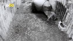 This Baby Rhino Is One of the Funniest Newborns Out There Instructional Video