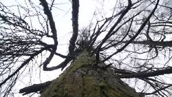 UK: British woodland is under increasing threat from diseases made worse by climate change. News Clip