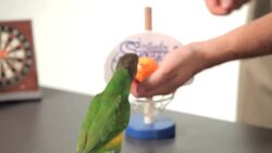 How to Teach Your Parrot to Dunk a Basketball Instructional Video