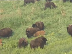 Exploring Grassland Biomes: Introduction Instructional Video