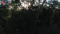 You'll NEVER guess how I caught this lizard! Instructional Video