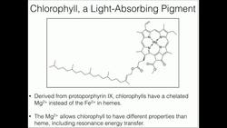 Light-Harvesting Photosynthetic Pigments and Exciton Transfer Instructional Video