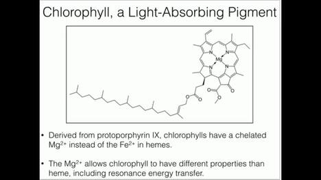 Light-Harvesting Photosynthetic Pigments and Exciton Transfer