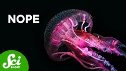 Why Don’t Jellyfish Look Like That? Instructional Video