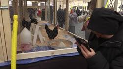 Farm animals blessed at Vatican Instructional Video