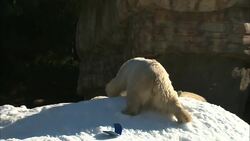 ’Tis The Season for Some Amazing Polar Bear ‘Sledding’ Instructional Video