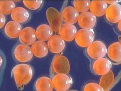 Features of Fish: Life Cycle of Fishes Instructional Video