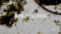 Nematodes: The Worm That Sculpted The World Instructional Video