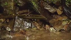 Clean creek in the forest near the waterfall. Stock Footage