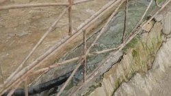 Pigs on a pig farm in China News Clip