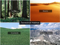 Habitat and Adaptation Instructional Video