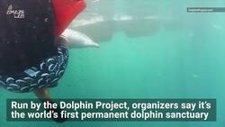 Dolphins Going Back to the Wild in Bali Is One of the Coolest Things You’ll See All Day Instructional Video