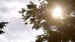 Sunlight shining through the leaves of trees, natural blurred background, Nature abstract background, nature green bokeh Stock Footage