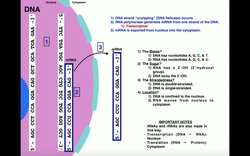 The Central Dogma of Biology | Transcription & Translation: The Basics Instructional Video