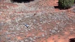 AERIAL TRACKING SHOT OF TWO MEN RUNNING THROUGH DESERT. BUSHES, SHRUBS AND SMALL TREES. COULD BE FUGITIVES, CRIMINALS, ESCAPED PRISONERS. MEN FALL AS IF SHOT. COULD BE BORDER CROSSING. HELICOPTER SHADOW. CLIFFS, MOUNTAINS, MESAS, PLATEAUS IN BG. NORTH AME Stock Footage