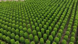 Thailand,Chanthaburi The garden is famous pepper. Pepper plantations of different varieties are found in many places of the Thailand. Black pepper is exported to many countries of the World. Stock Footage