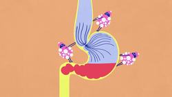 TED-Ed: The surprising effects of pregnancy | TED-Ed Instructional Video