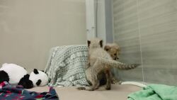 Cheetah Cubs Are Living The Dream Playing at the Zoo Nursery Instructional Video