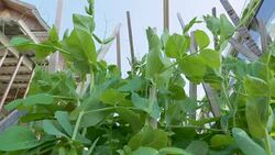 A plant of peas grows on supports in a garden in the backyard. Stock Footage
