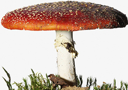 World's largest organism Instructional Video