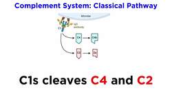 The Complement System: Classical, Lectin, and Alternative Pathways Instructional Video