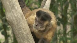 Ozzy and Wilma Are the Fierce Leaders of this Capuchin Monkey Troop Instructional Video