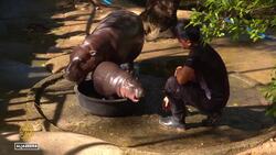 Thailand's new megastar: Moo Deng conquers millions of hearts News Clip