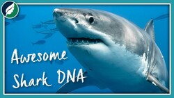 What Makes Great White Shark DNA So Awesome? Instructional Video