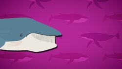 I WONDER - What Do Whales Eat? Me Pregunto - Qué Comen Las Ballenas? Instructional Video