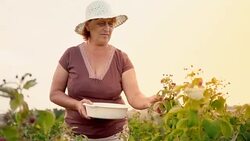 An elderly woman collects raspberries at sunset. Organic food. Stock Footage