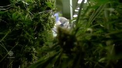 Markham medical marijuana company bracing for legalization boom News Clip