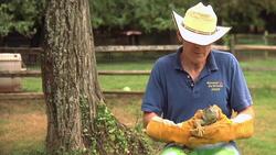 Does a Lizard Make a Good Pet? Instructional Video